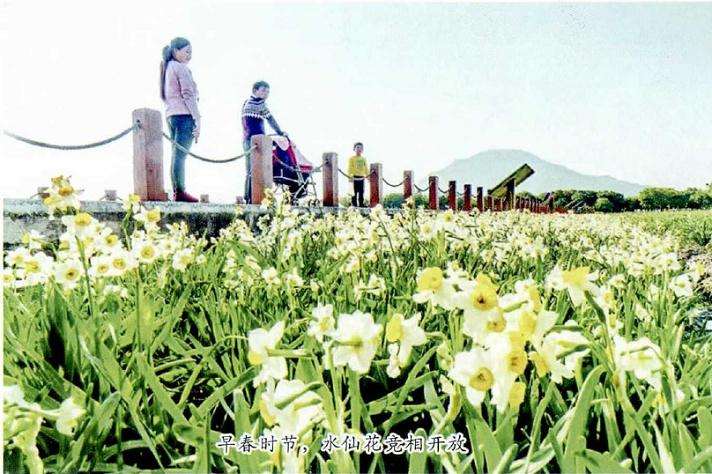 漳州市出台水仙花原产地保护和产业发展实施意见