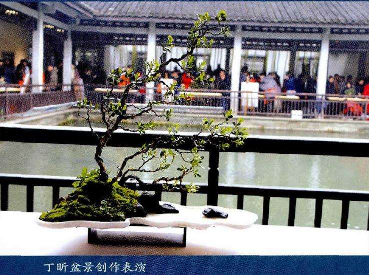 首届中国女盆景师作品展在杭州点盛大开幕