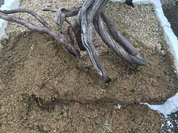 崖柏下山种植方法参考柏树扦插的做法
