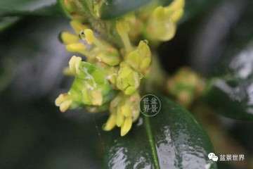 种植大叶豆瓣黄杨盆景怎么养护的方法