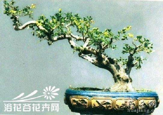 黄杨盆景的5个种植养护方法