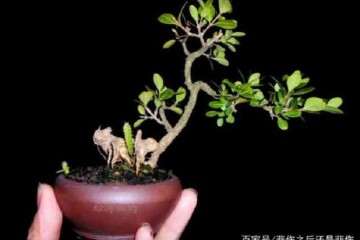 黄杨老桩盆景移栽后怎样种植养护的方法