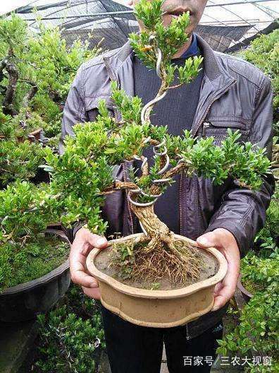 雀舌黄杨盆景幼苗扦插生根的方法