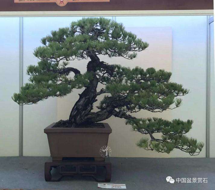 盆景参展前该怎么做好准备工作