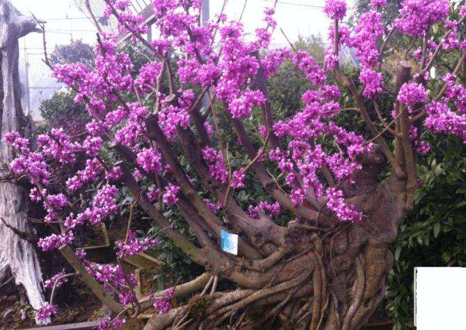 紫荆盆景有多少个附种 图片