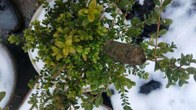 黄杨木盆景冬季怎么养护的方法 图片