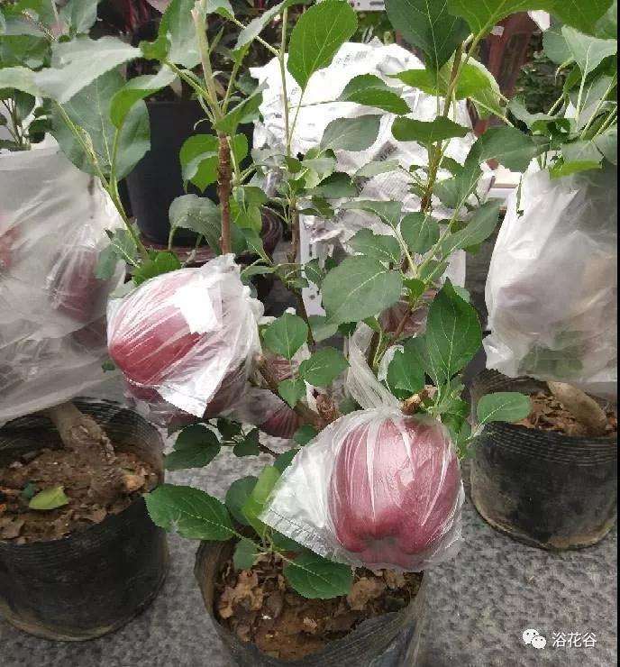 盆景苹果树苗怎么种植的方法