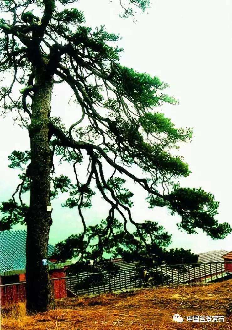 图解 胡乐国用高干垂枝法制作松树盆景