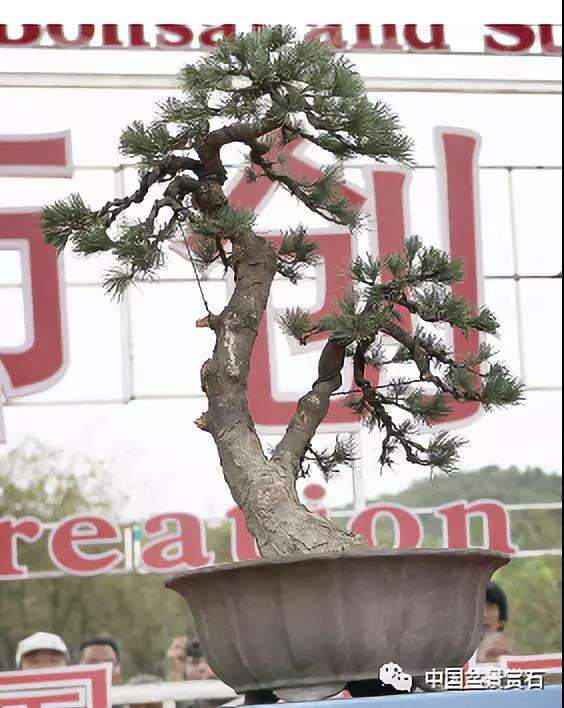 图解 胡乐国用高干垂枝法制作松树盆景