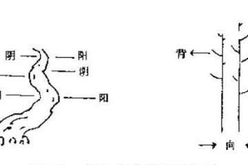 盆景构思与制作方法  阴阳向背