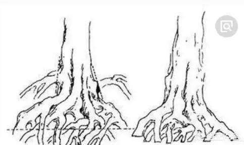 怎么塑造盆景根部的方法