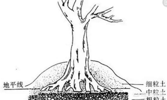 怎么塑造盆景根部的方法
