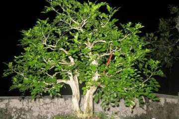 九里香盆景老桩怎么生根造型的方法 图片