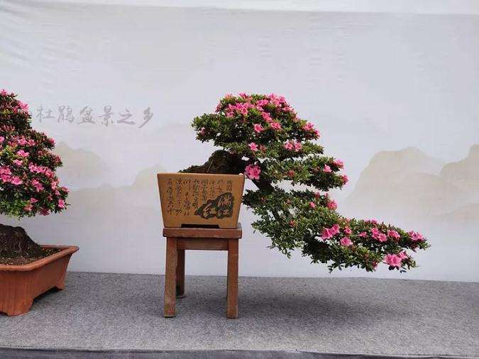 重庆杜鹃盆景之乡授牌仪式开幕 图片
