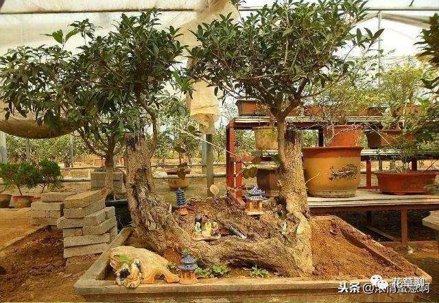 天价桂花盆景 一棵卖到18万 图片