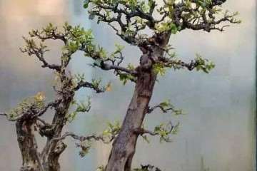 树木盆景在夏季怎样遮荫的方法 图片