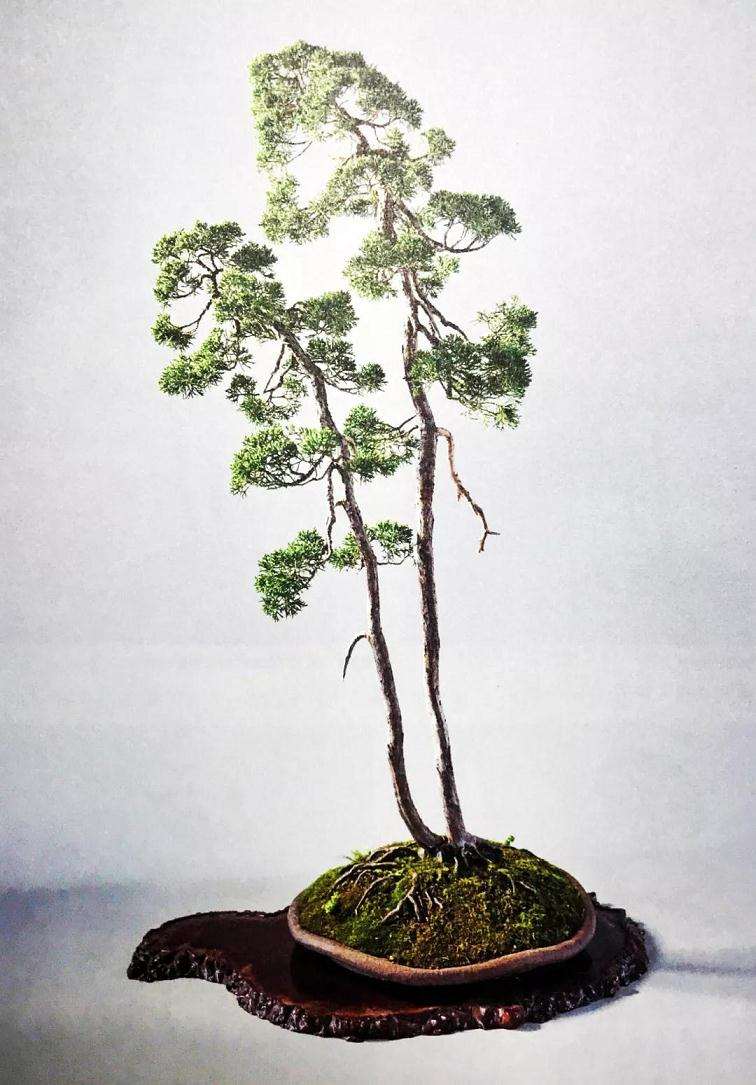 图解 10年时间造型双干文人树盆景的过程