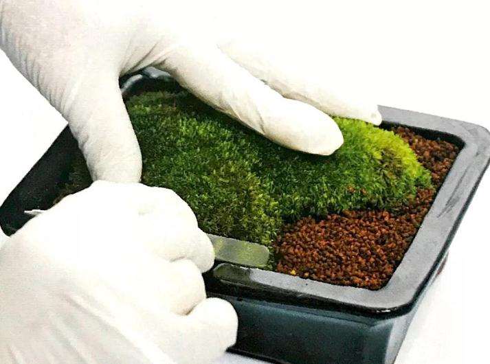盆景苔藓怎么繁殖的方法