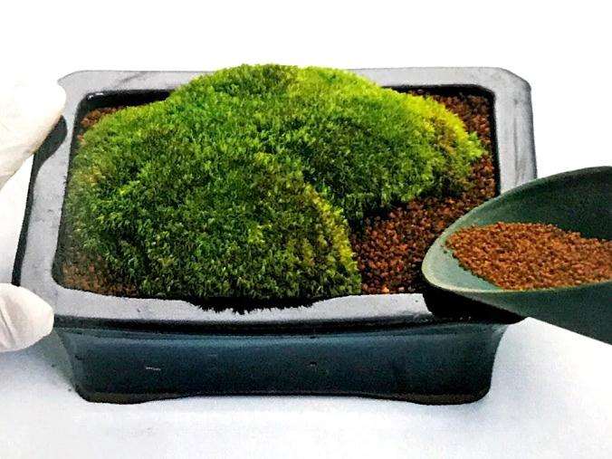 盆景苔藓怎么繁殖的方法