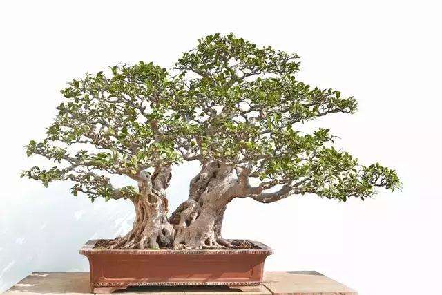 图解 泉州榕树盆景怎么栽培与造型