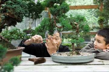 图解 盆景怎么修剪的基本方法
