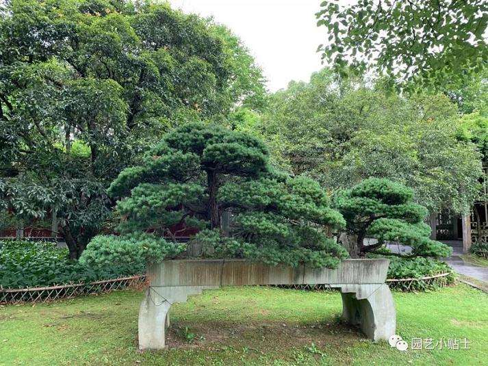 杭州花圃盆景图片欣赏