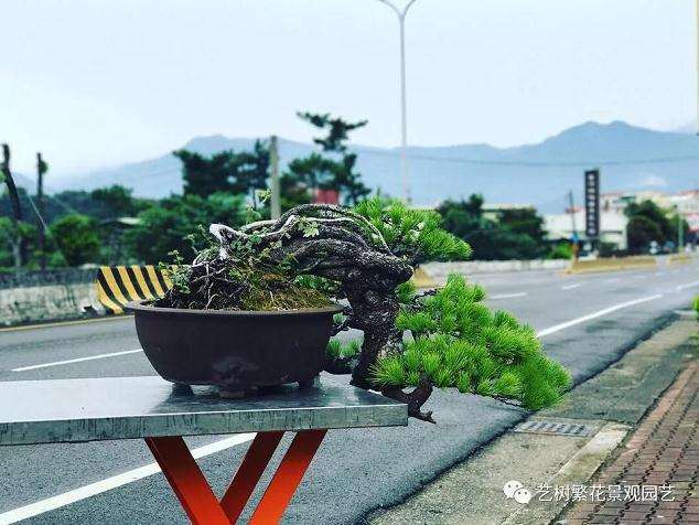 台湾五针松盆景怎么培养管理要点