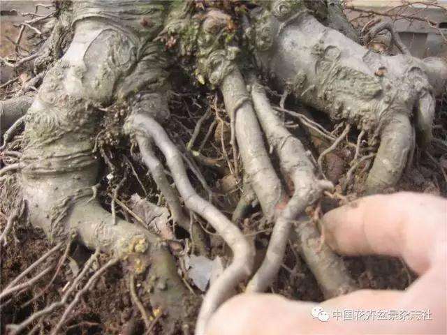 果木盆景怎么上盆修剪的方法