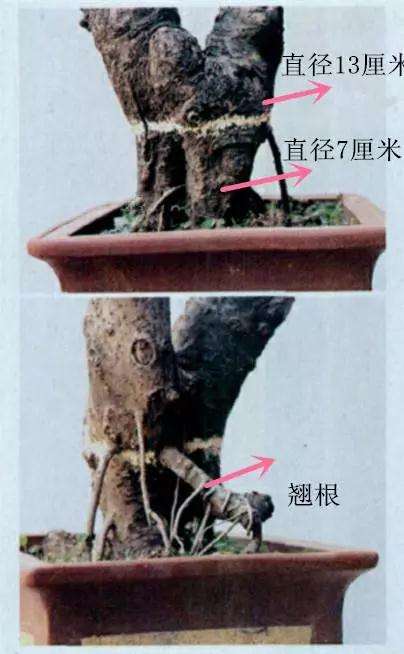 树木盆景怎么高压繁殖的方法