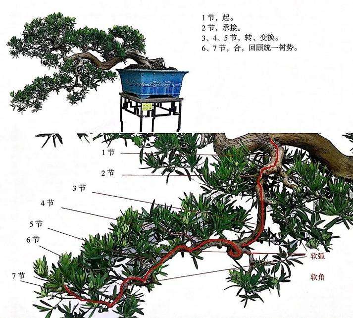 图解 制作岭南盆景的5个造型枝法