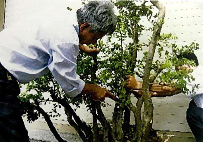 高干山橘盆景林桩怎么改作的方法