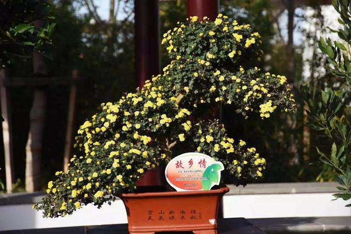盆景是来自宁夏银川的菊香盆景
