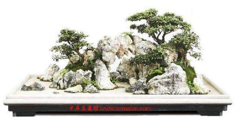 上海盆景历史回顾展于7月6日开幕