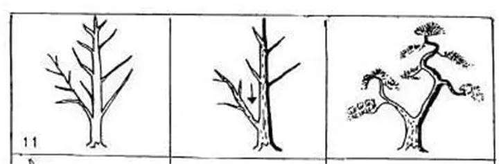 图解 盆景枝条怎么造型的方法