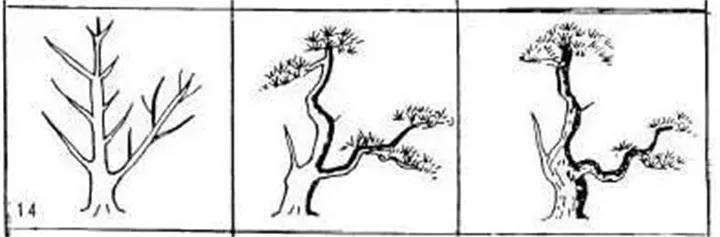 图解 盆景枝条怎么造型的方法