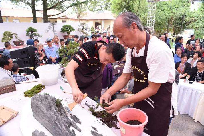 大师讲解怎么看懂盆景展