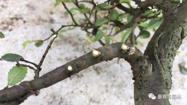 榆树盆景怎么修剪萌芽的方法
