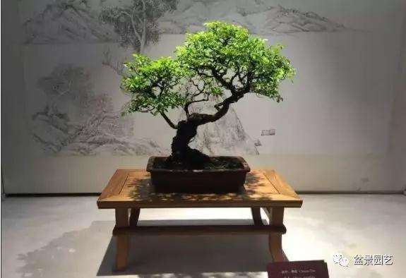 扬派盆景是中国著名的汉族传统艺术之一