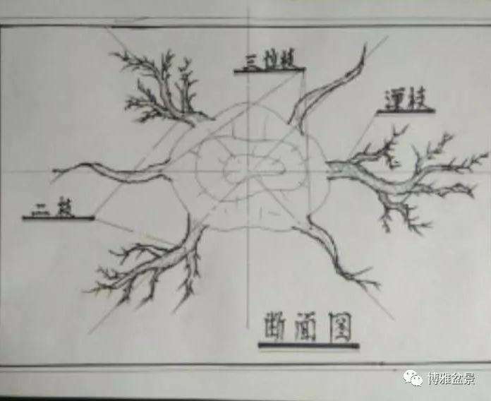 图解 浅谈刘木申先生盆景三枝法