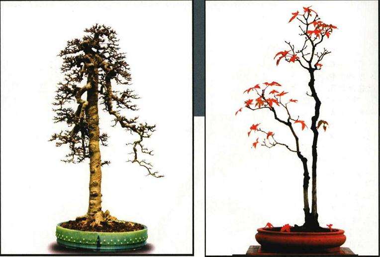 高瘦文人树盆景怎么造型的方法