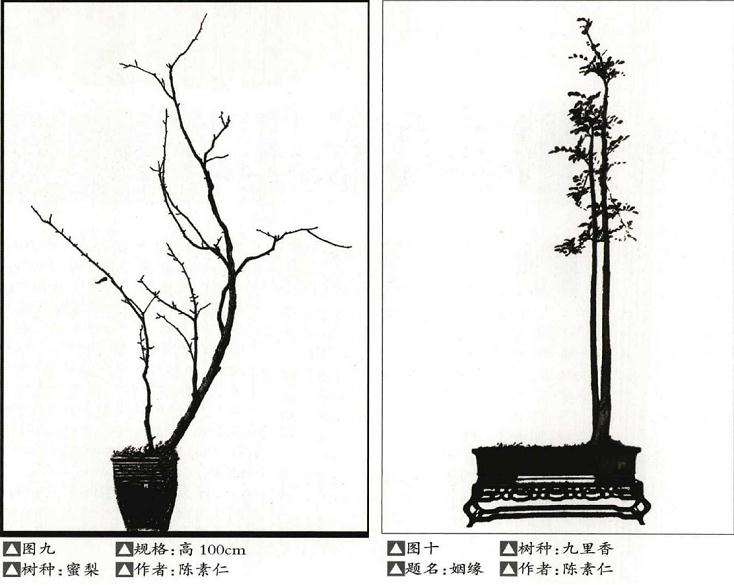 高瘦文人树盆景怎么造型的方法