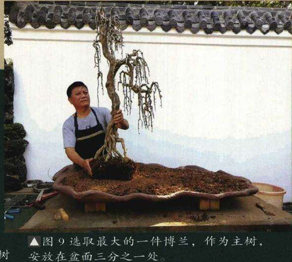 垂枝式博兰树石盆景的制作方法