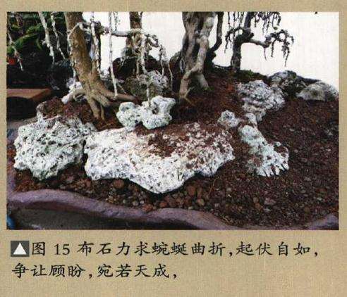 垂枝式博兰树石盆景的制作方法