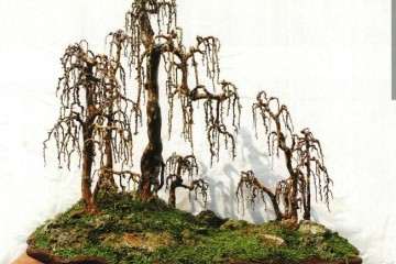 图解 垂枝式博兰树石盆景的制作方法