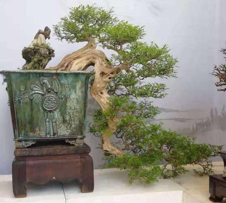 2019年8月 北京世界盆景园艺博览会