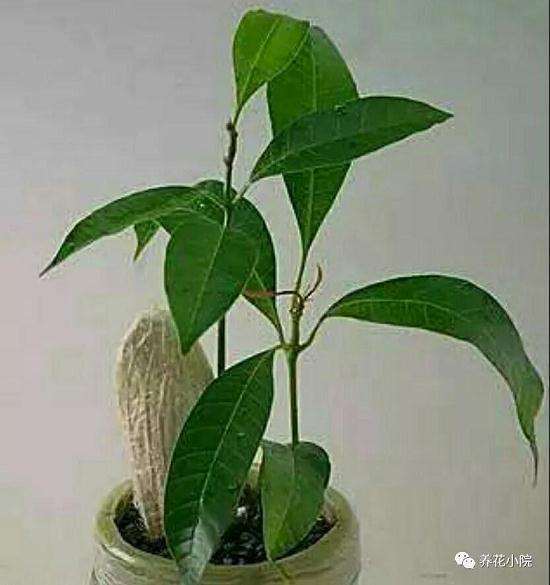 芒果盆景怎么催芽播种的方法