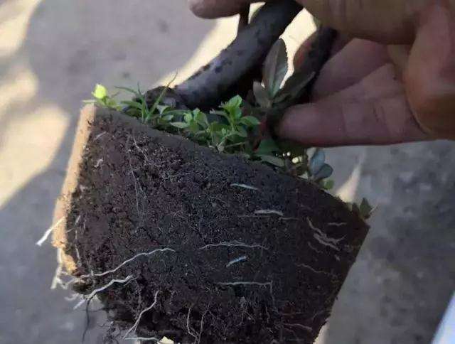怎么使用生根粉这种盆景的方法
