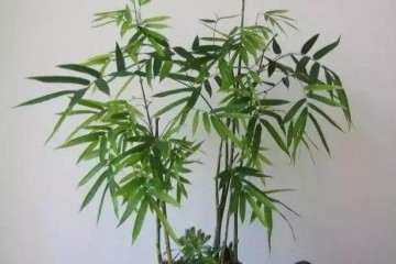 竹子盆景怎么栽培修剪的方法