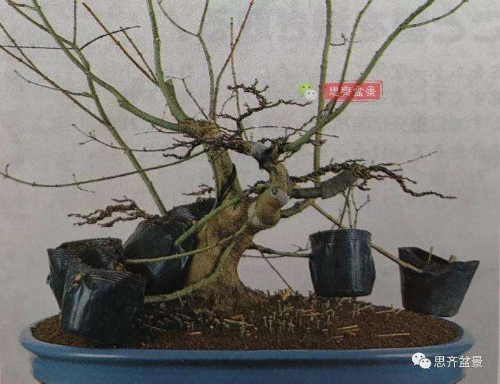 图解 红枫盆景洗根后怎么换盆的方法