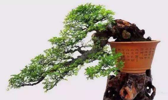 榆树盆景怎么移栽浇水的方法